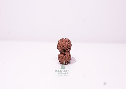 18 Mukhi Indonesian Rudraksha - 1802