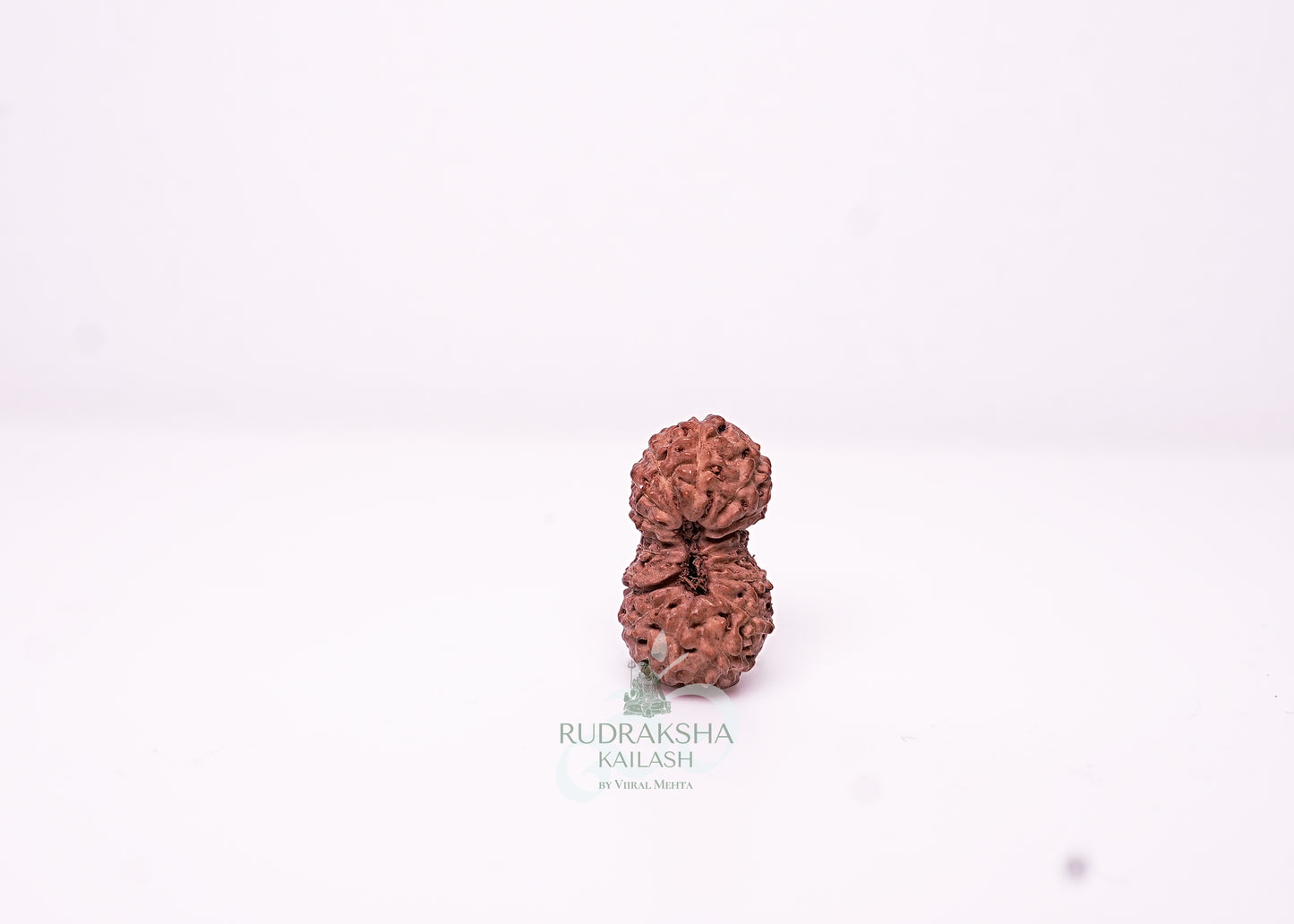 18 Mukhi Indonesian Rudraksha - 1802