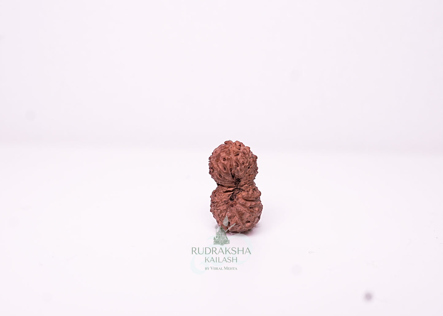 18 Mukhi Indonesian Rudraksha - 1802