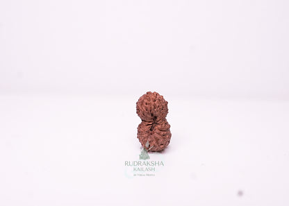 18 Mukhi Indonesian Rudraksha - 1802