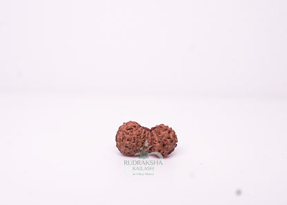 19 Mukhi Indonesian Rudraksha - 1902