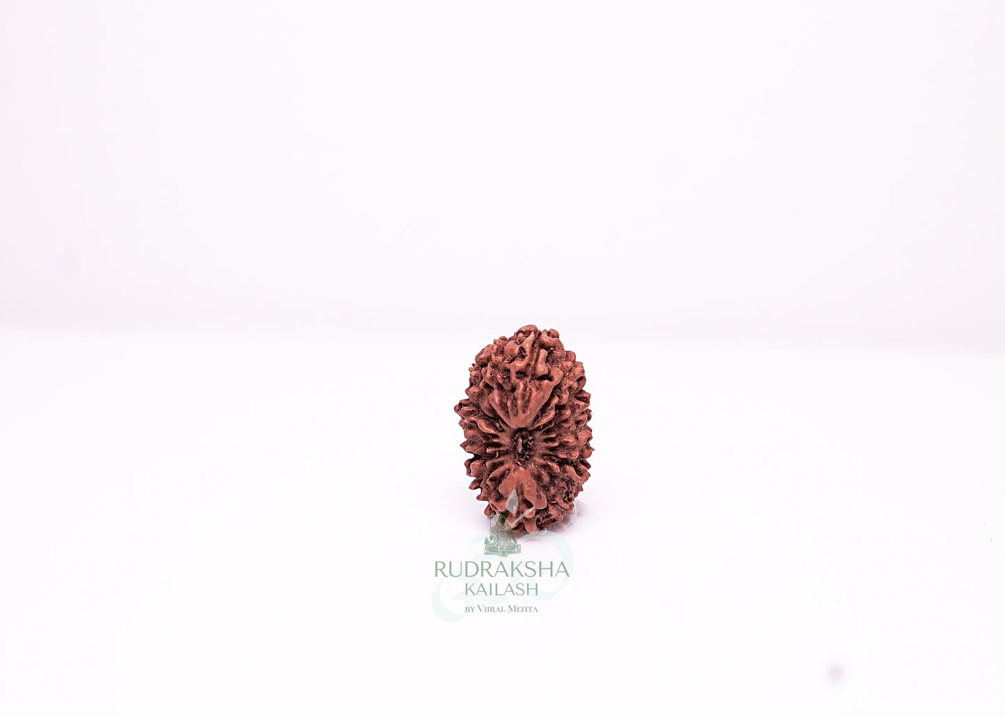 18 Mukhi Indonesian Rudraksha - 1803