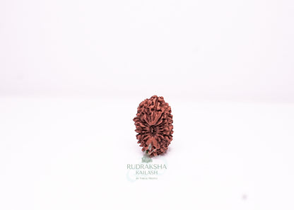 18 Mukhi Indonesian Rudraksha - 1803