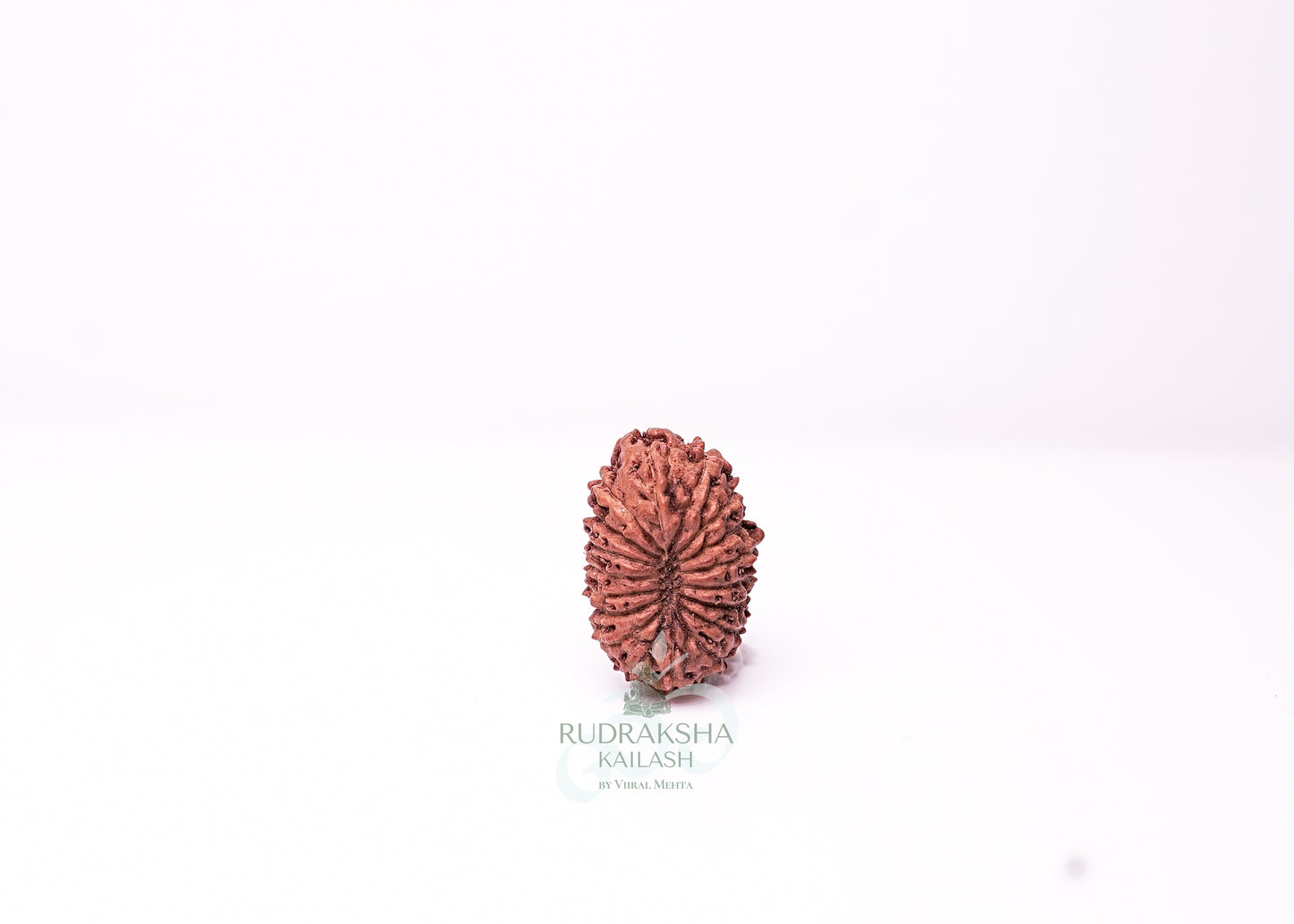 18 Mukhi Indonesian Rudraksha - 1803