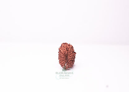 18 Mukhi Indonesian Rudraksha - 1803