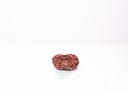 18 Mukhi Indonesian Rudraksha - 1803