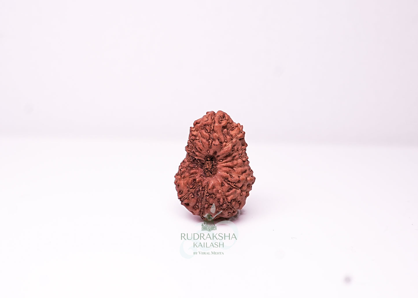 18 Mukhi Indonesian Rudraksha - 1804
