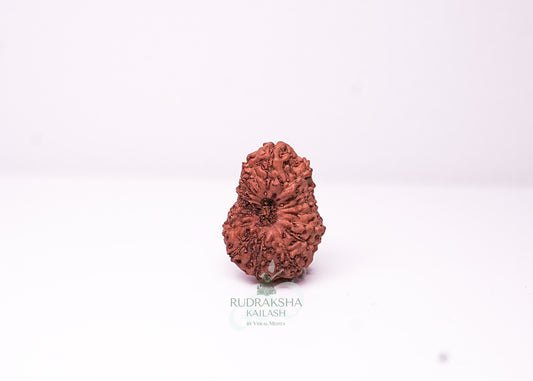 18 Mukhi Indonesian Rudraksha - 1804