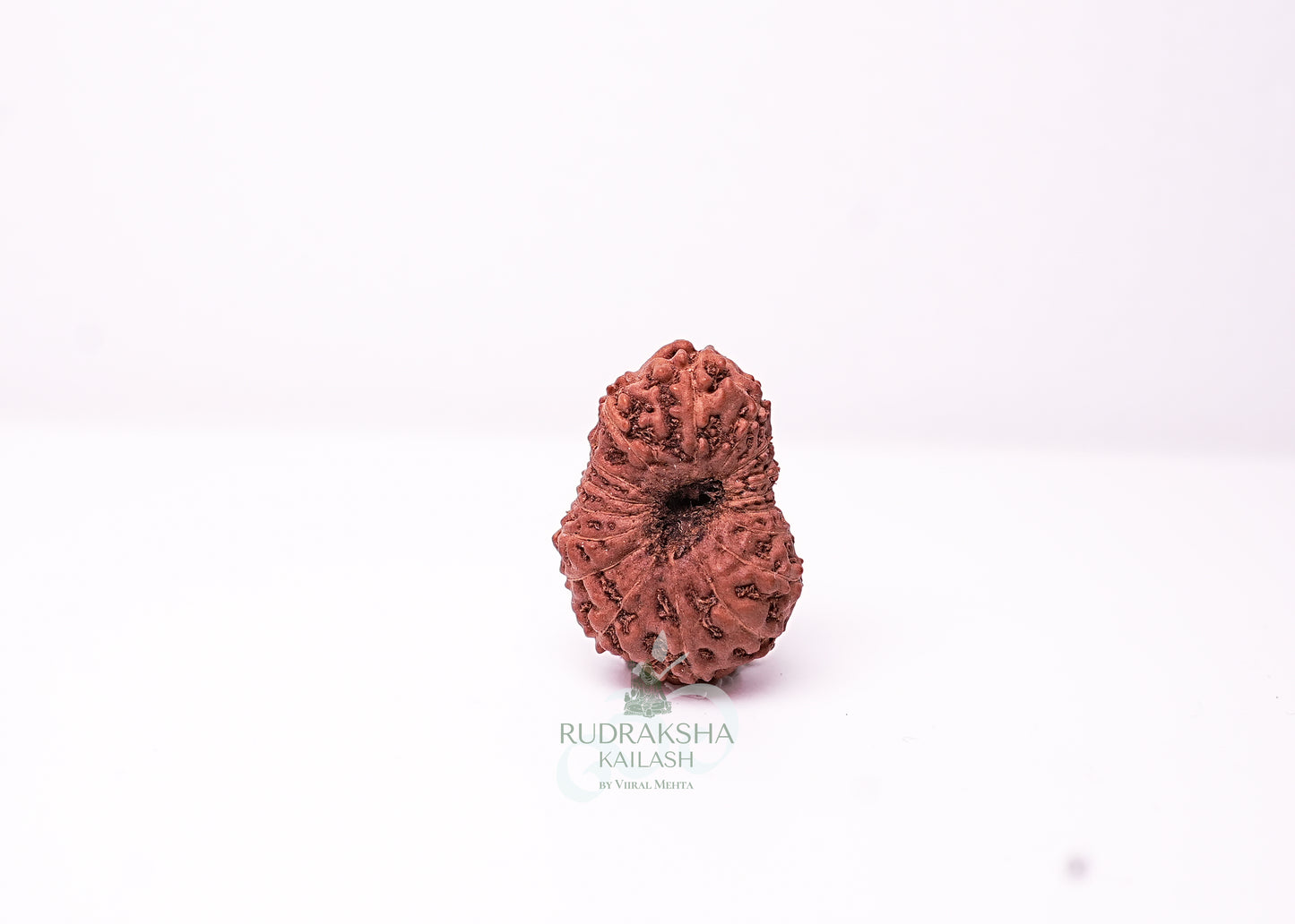 18 Mukhi Indonesian Rudraksha - 1804