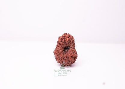 18 Mukhi Indonesian Rudraksha - 1804