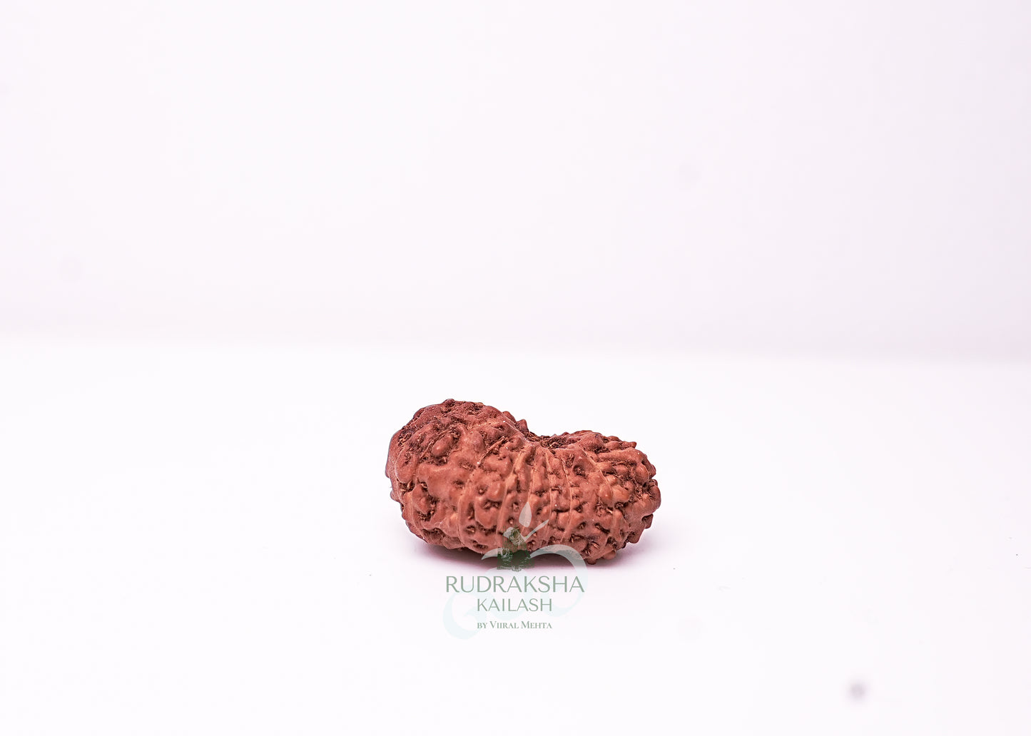 18 Mukhi Indonesian Rudraksha - 1804