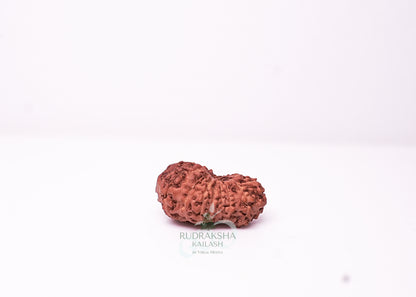 18 Mukhi Indonesian Rudraksha - 1804