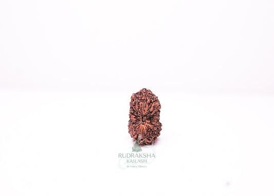 18 Mukhi Indonesian Rudraksha - 1805