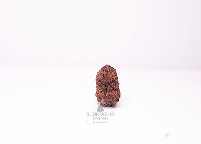 18 Mukhi Indonesian Rudraksha - 1805