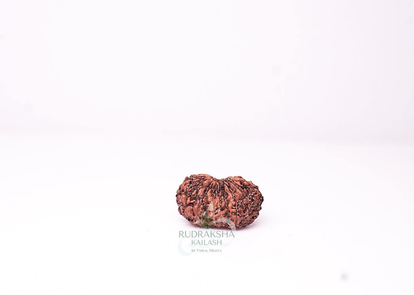 18 Mukhi Indonesian Rudraksha - 1805