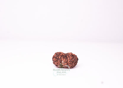 18 Mukhi Indonesian Rudraksha - 1805