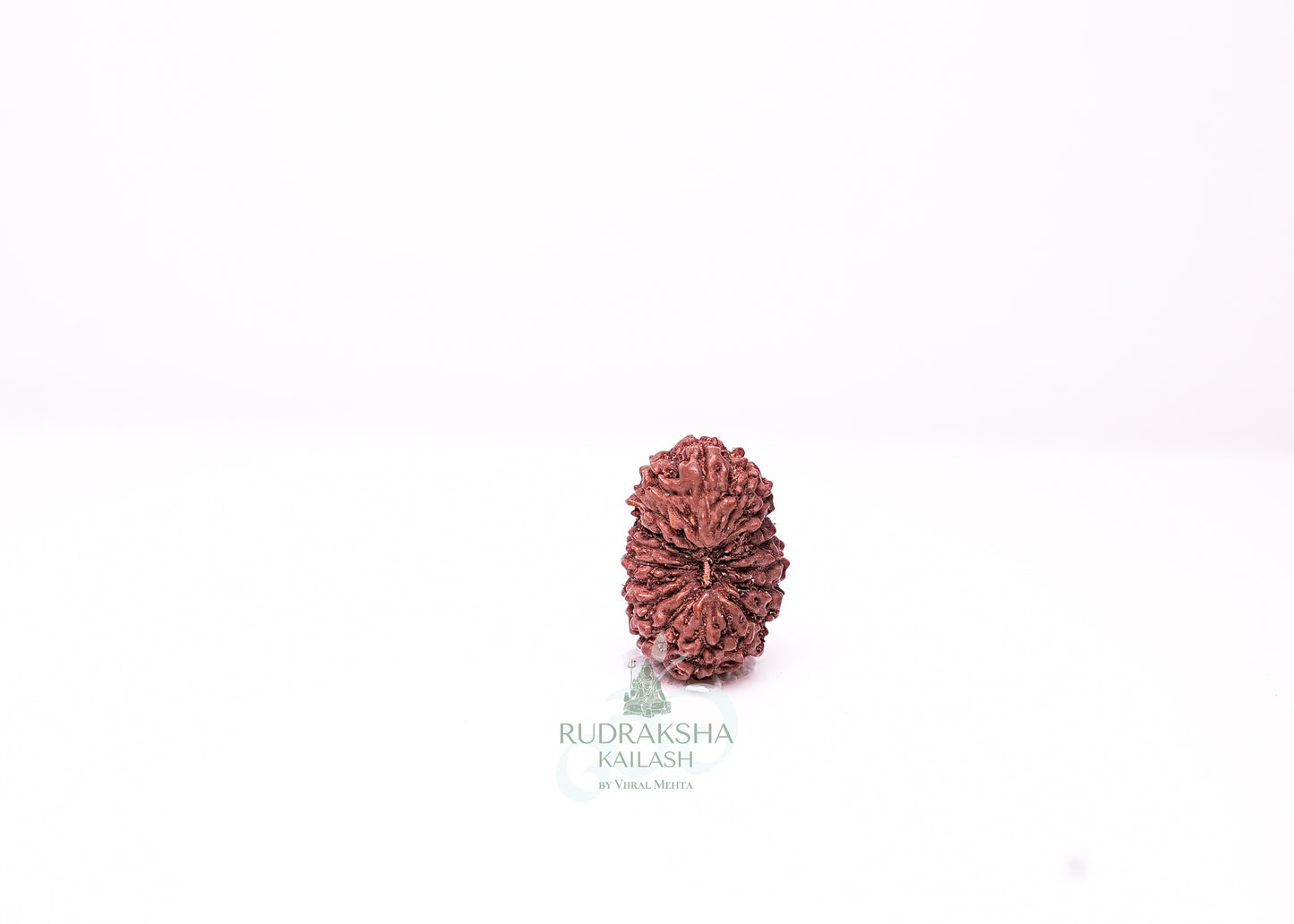 18 Mukhi Indonesian Rudraksha - 1806