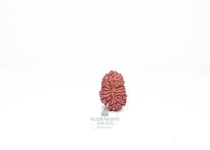 18 Mukhi Indonesian Rudraksha - 1806