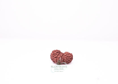 18 Mukhi Indonesian Rudraksha - 1806