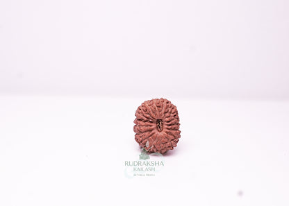 18 Mukhi Indonesian Rudraksha - 1807
