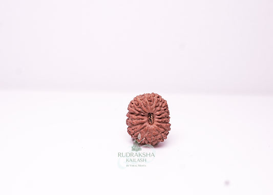 18 Mukhi Indonesian Rudraksha - 1807