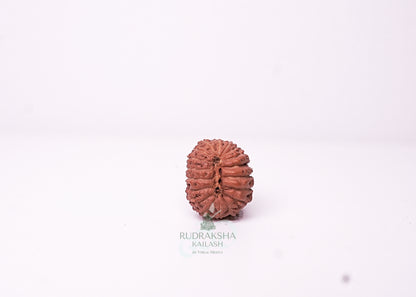 18 Mukhi Indonesian Rudraksha - 1807