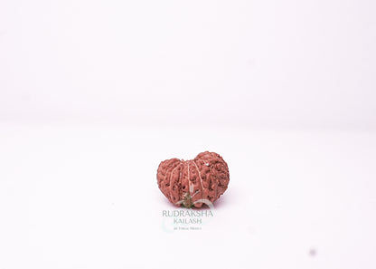 18 Mukhi Indonesian Rudraksha - 1807