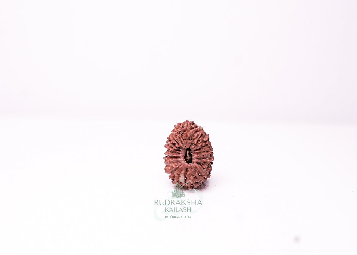 19 Mukhi Indonesian Rudraksha - 1908