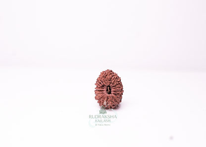 19 Mukhi Indonesian Rudraksha - 1908