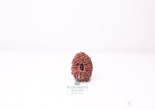 19 Mukhi Indonesian Rudraksha - 1908