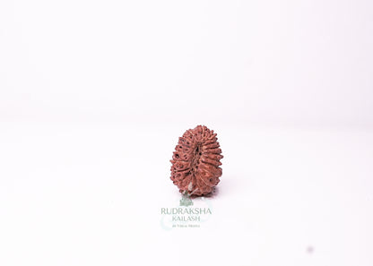 19 Mukhi Indonesian Rudraksha - 1908