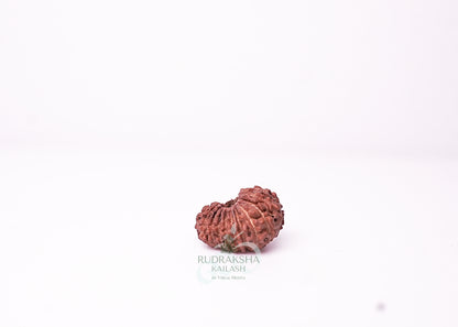 19 Mukhi Indonesian Rudraksha - 1908