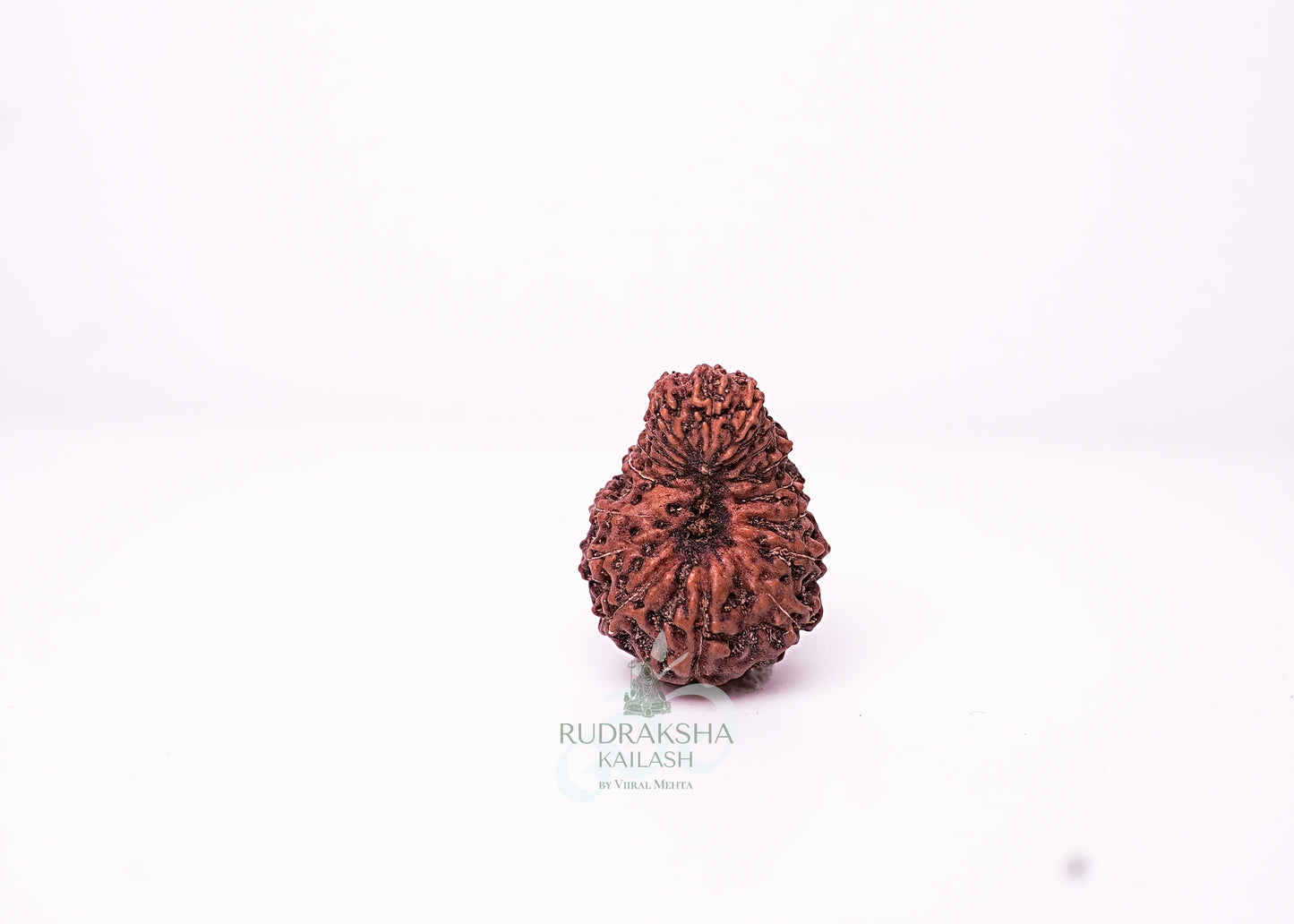 18 Mukhi Indonesian Rudraksha - 1809