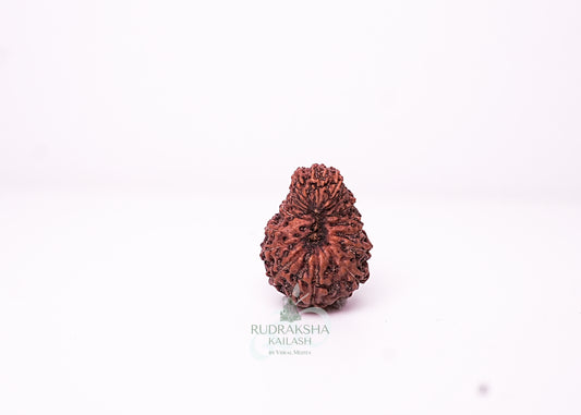 18 Mukhi Indonesian Rudraksha - 1809