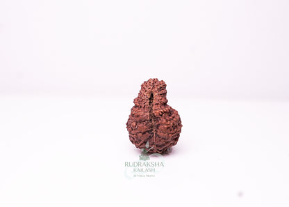 18 Mukhi Indonesian Rudraksha - 1809