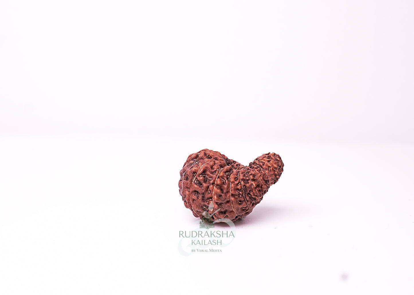 18 Mukhi Indonesian Rudraksha - 1809