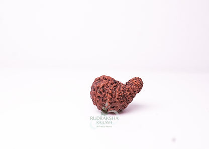 18 Mukhi Indonesian Rudraksha - 1809