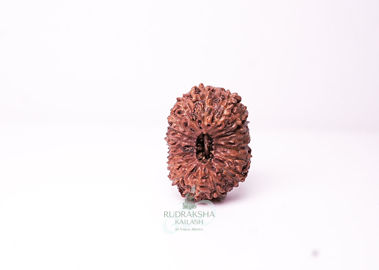 18 Mukhi Indonesian Rudraksha - 1810