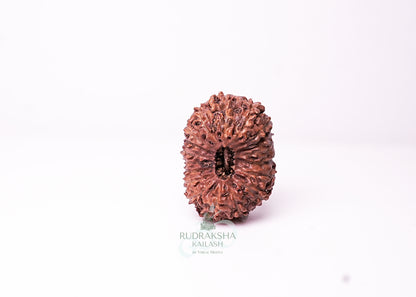 18 Mukhi Indonesian Rudraksha - 1810