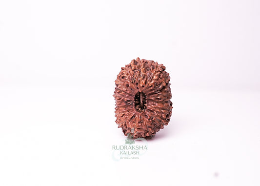 18 Mukhi Indonesian Rudraksha - 1810