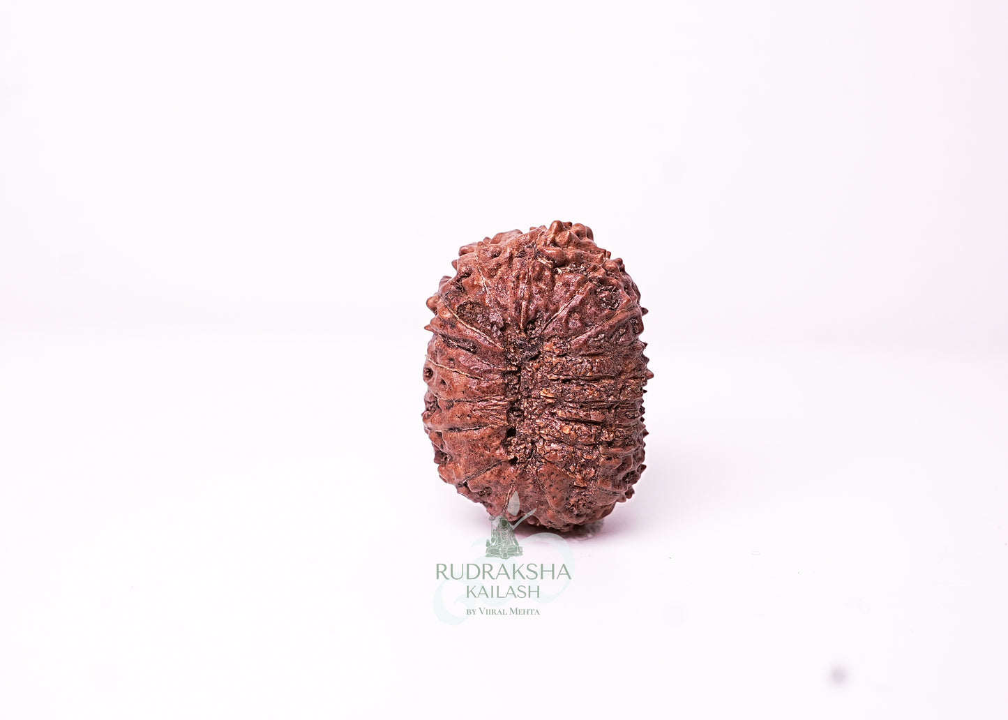 18 Mukhi Indonesian Rudraksha - 1810