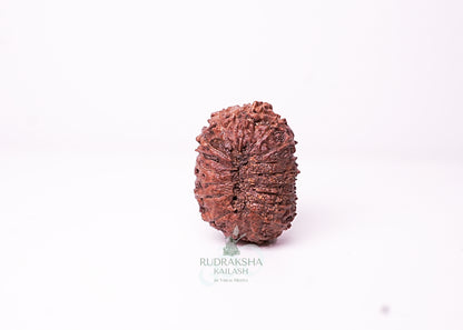 18 Mukhi Indonesian Rudraksha - 1810