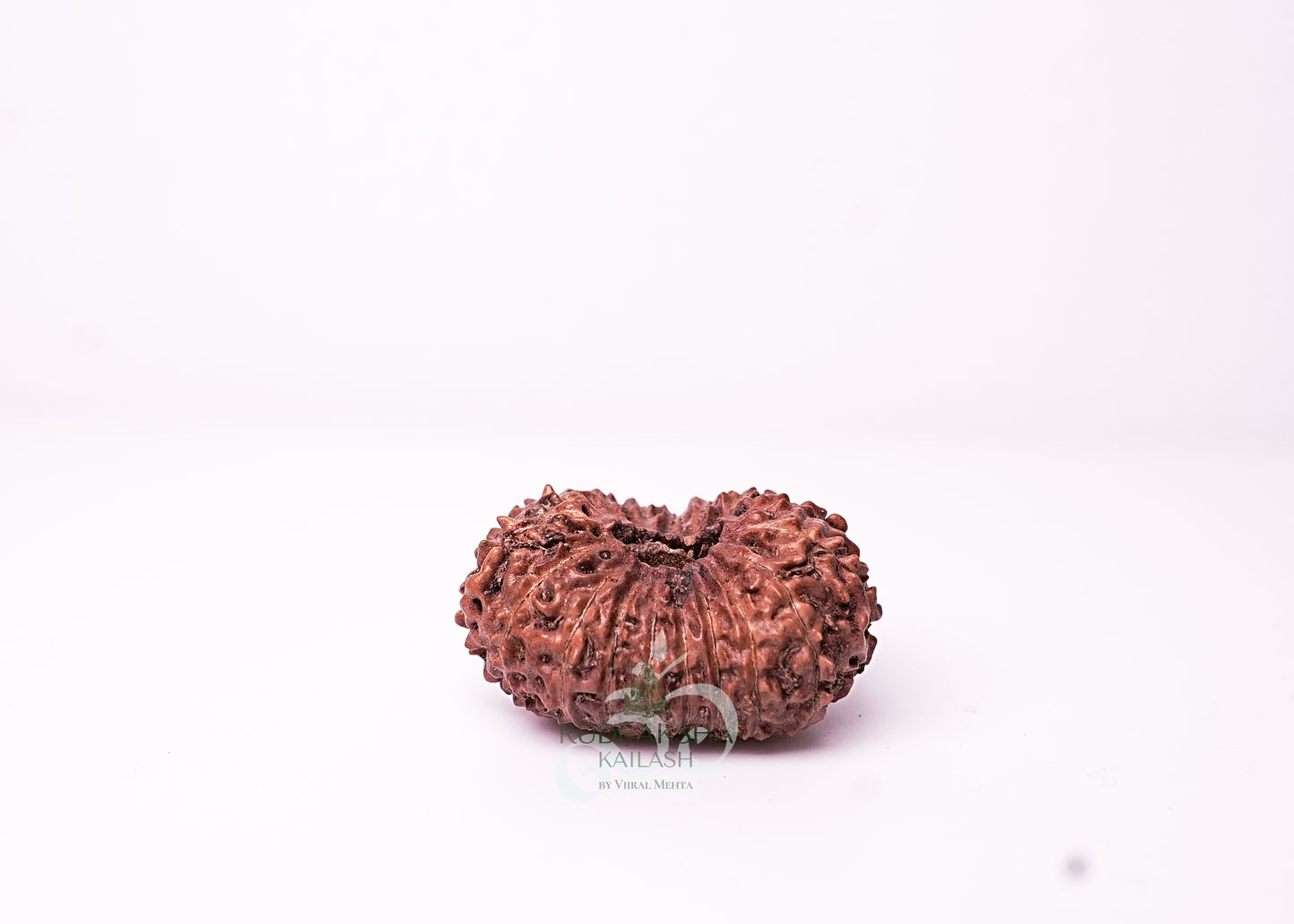 18 Mukhi Indonesian Rudraksha - 1810