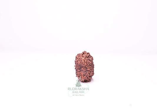 18 Mukhi Indonesian Rudraksha - 1811
