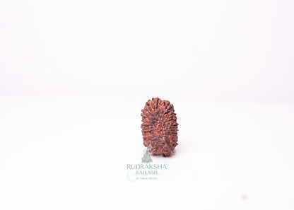 18 Mukhi Indonesian Rudraksha - 1811