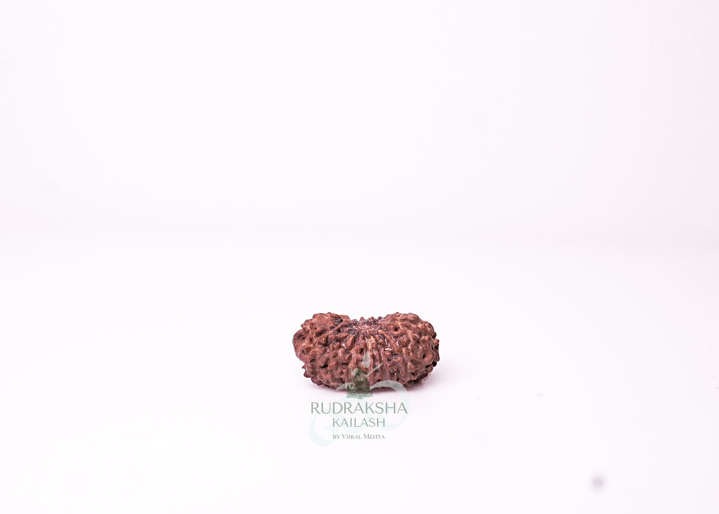 18 Mukhi Indonesian Rudraksha - 1811