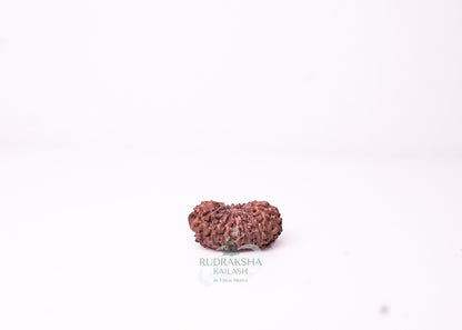 18 Mukhi Indonesian Rudraksha - 1811