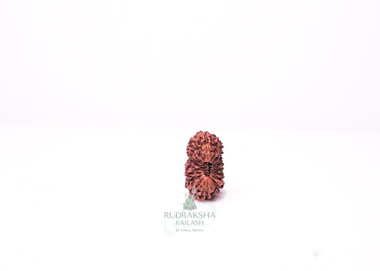 18 Mukhi Indonesian Rudraksha - 1812