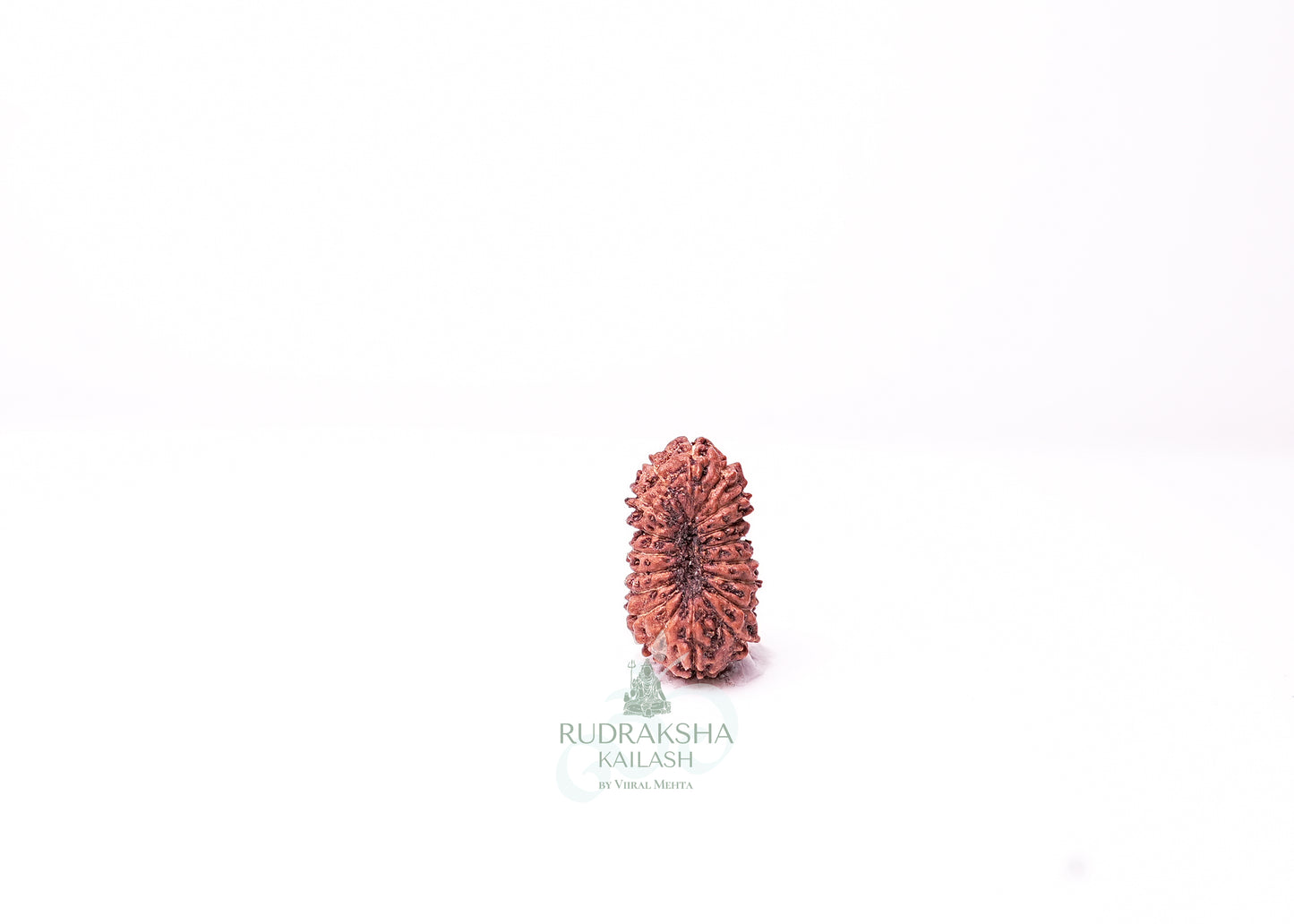 18 Mukhi Indonesian Rudraksha - 1812