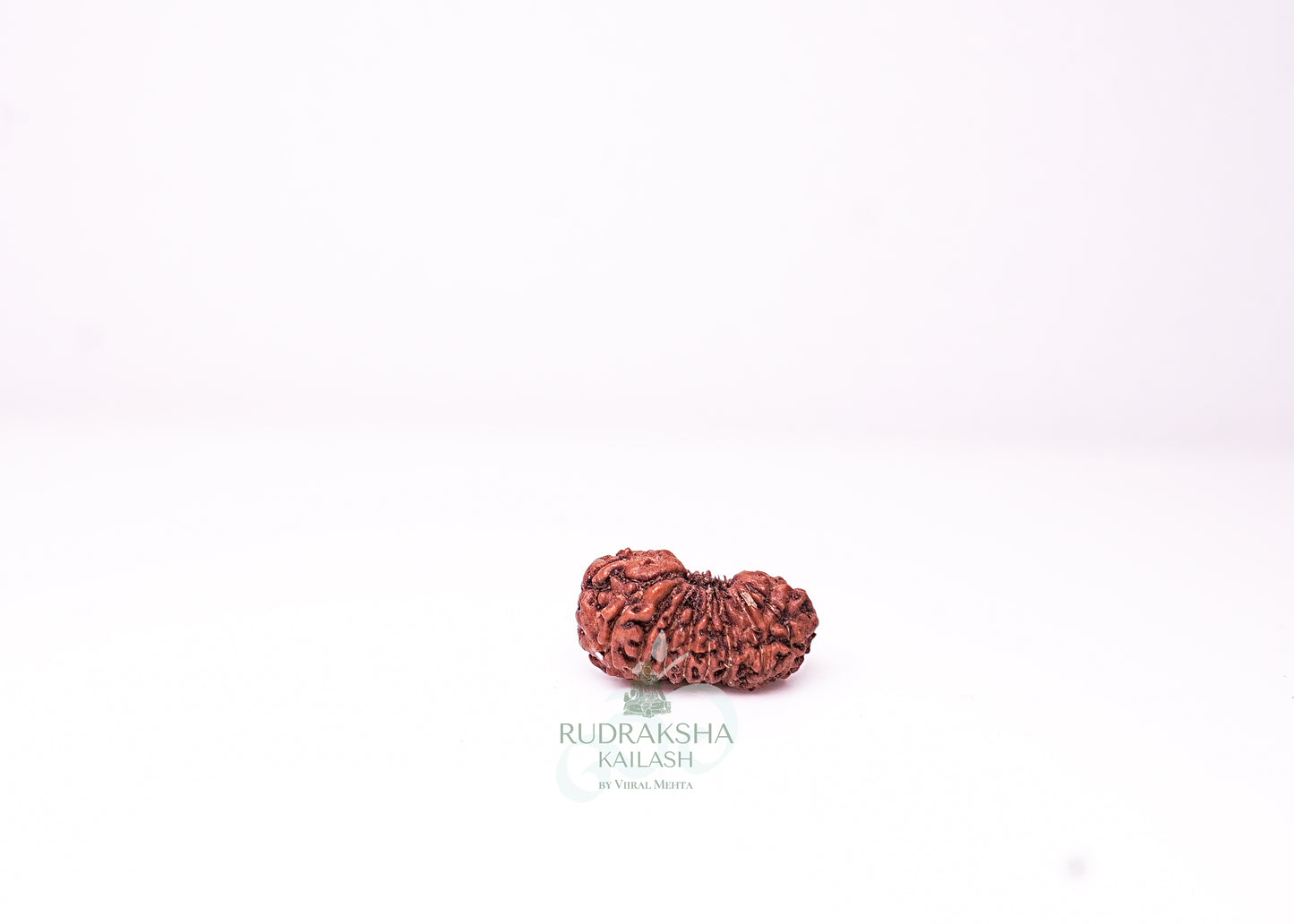18 Mukhi Indonesian Rudraksha - 1812
